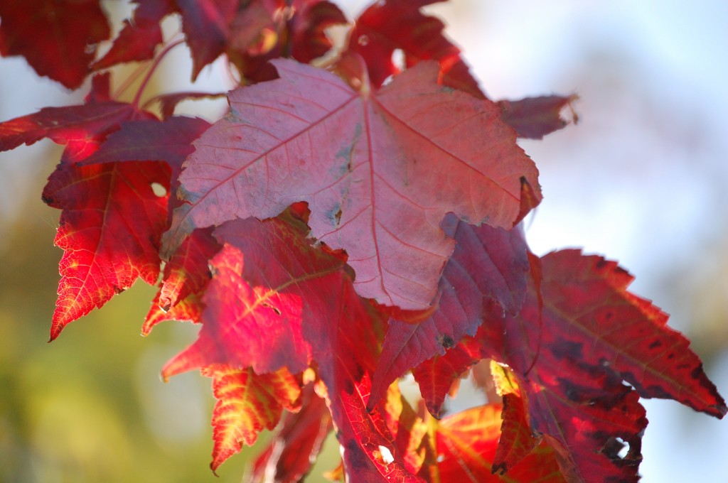 autumn leaves