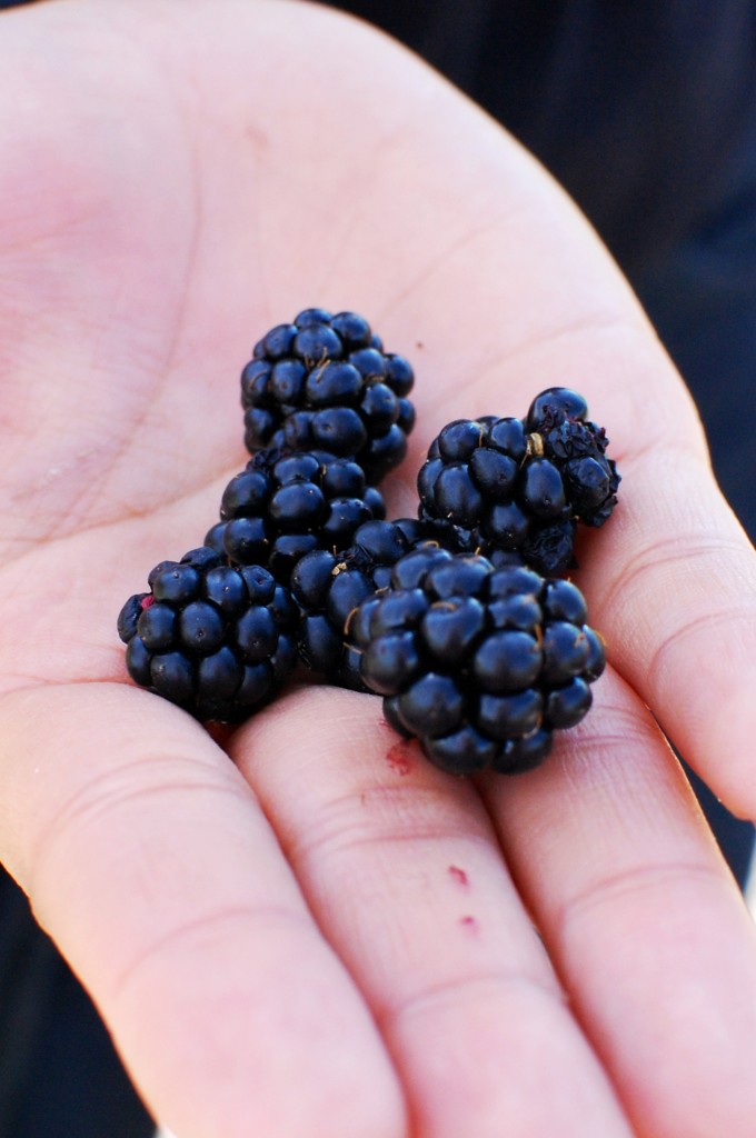 blackberries