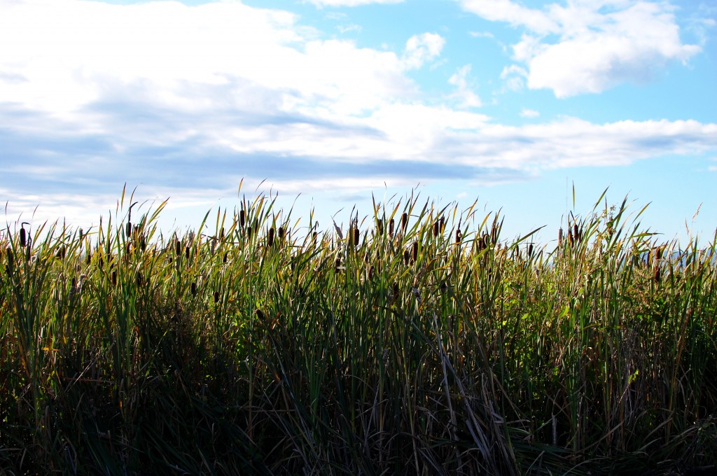 rushes