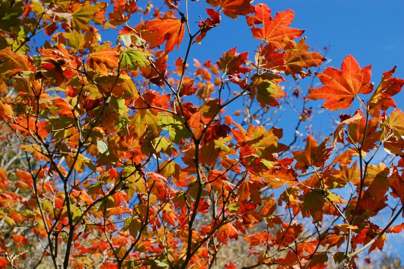 flaming leaves