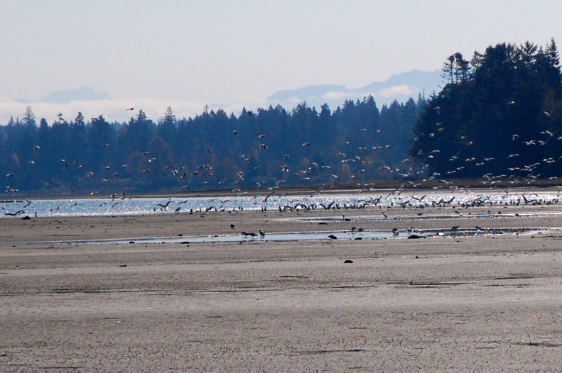 birds