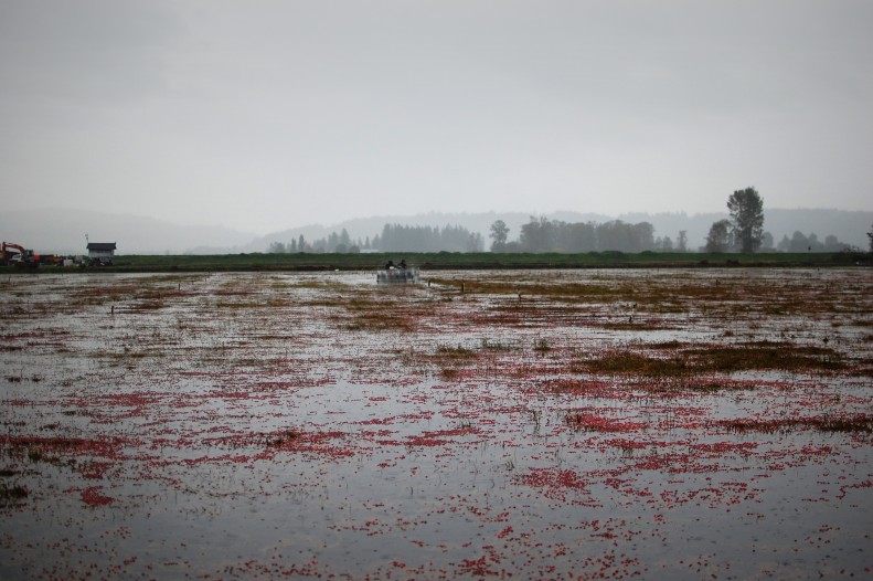 flooded field