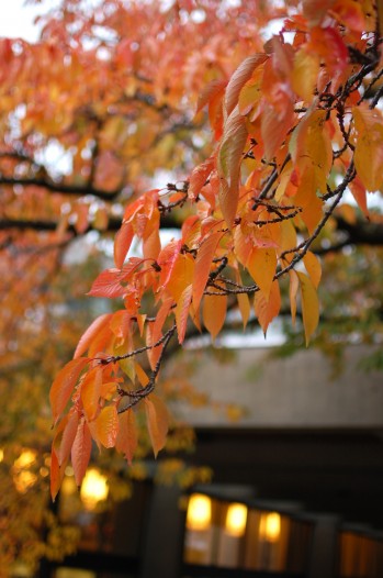 weeping branch