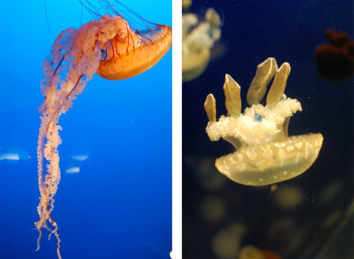 Jellyfish at Vancouver Aquarium