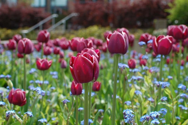 tulips vancouver