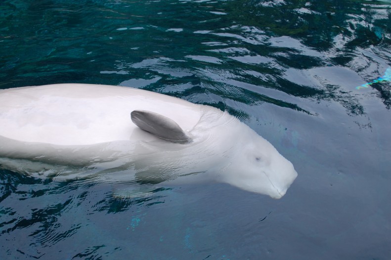 Beluga whale at Vancouver Aquarium