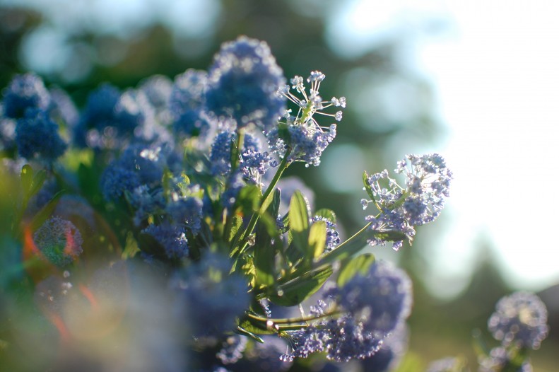 blue, flowers, light, bokeh