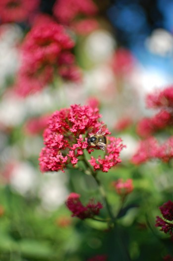 flowers, light, bokeh