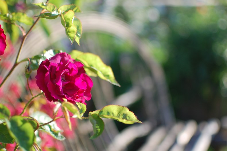 flowers, light, bokeh