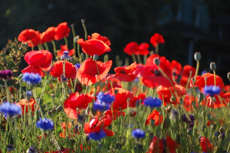 flowers, light, bokeh