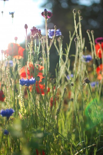 flowers, light, bokeh