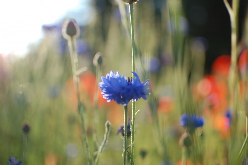 flowers, light, bokeh