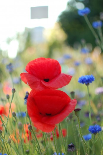 flowers, light, bokeh