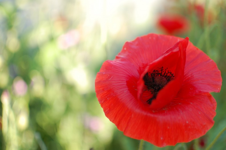 flowers, light, bokeh, poppies