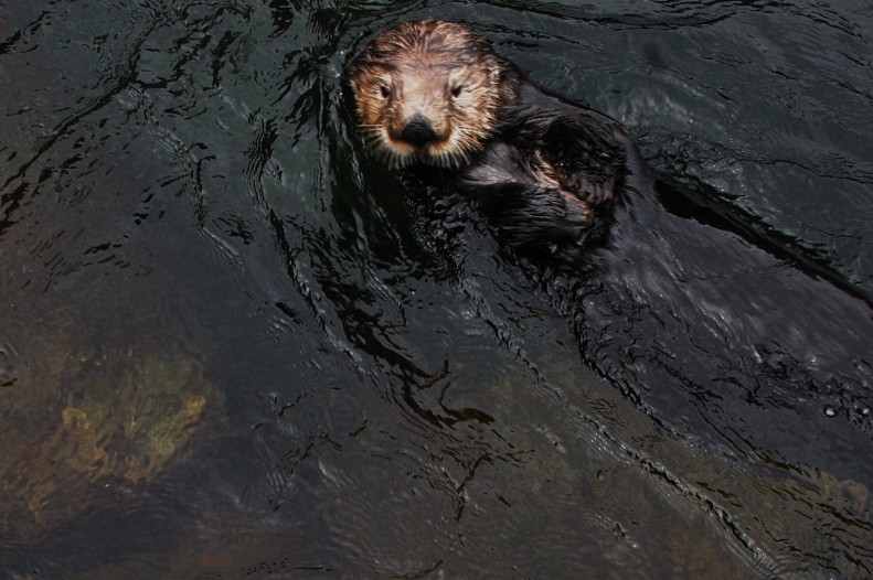 sea otter at the Vancouver aquarium